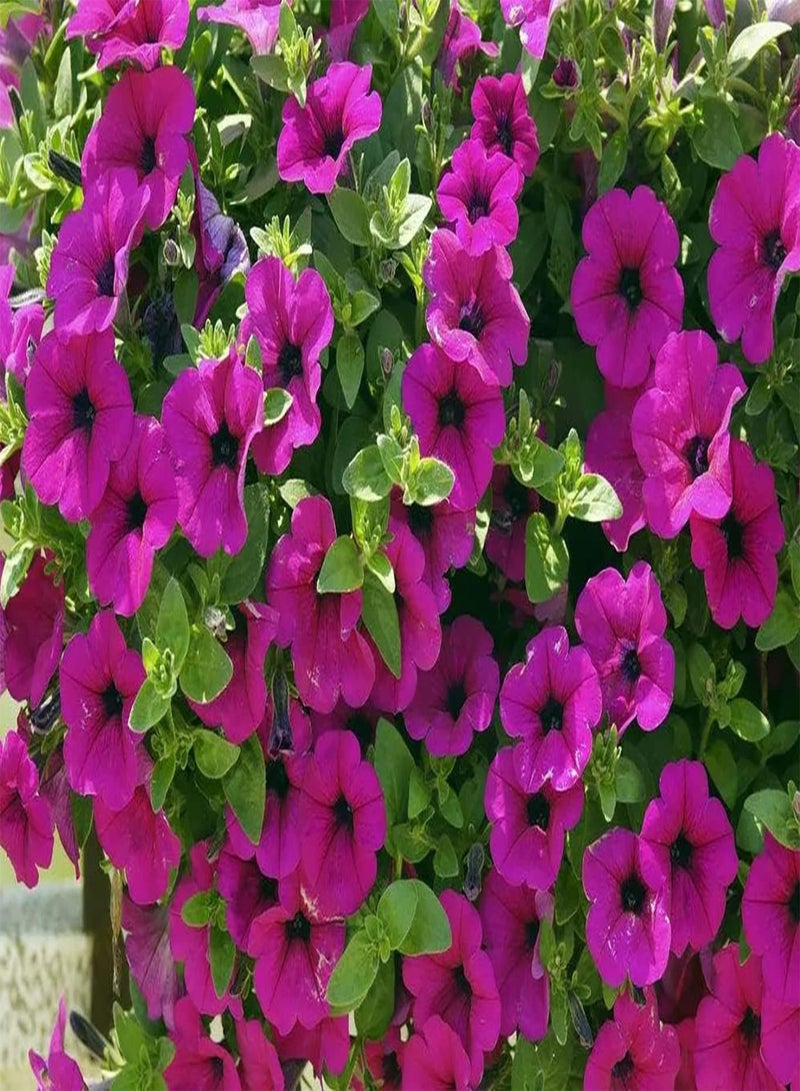 جي جوت 200 قطعة من زهور روز زادن المعمرة للاستخدام الداخلي والخارجي Tuinieren Landschap Decoratie Bloei Lang Aanpasbaar Maken Opknoping Mand سهلة العناية - Image 1