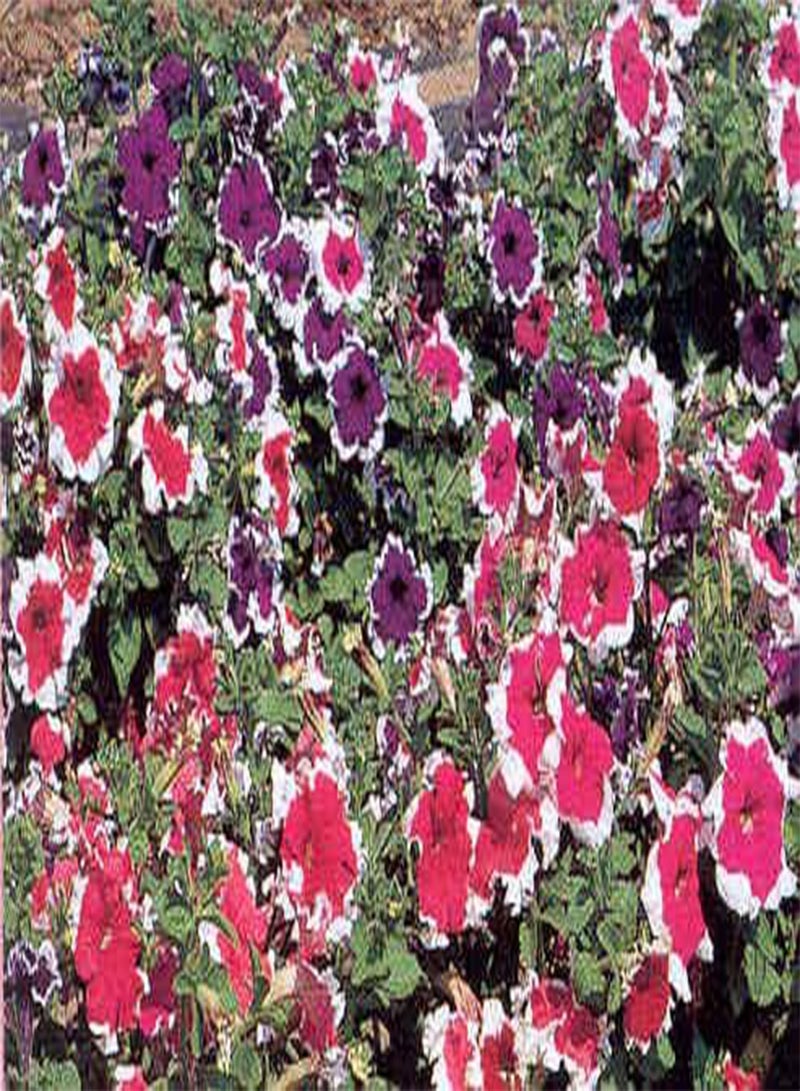 جي جوت بتونيا - مزيج هولاهوب فردي 200 بذرة