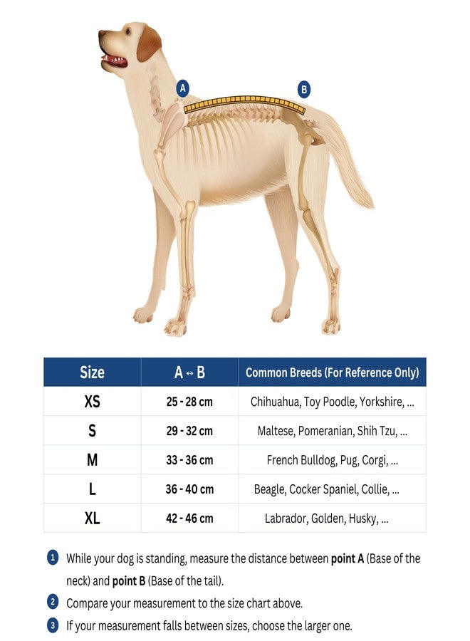 Fico Dog Back Brace - Adjustable Spine Support for IVDD, Arthritis & Post-Surgery Recovery - Lightweight, Durable & Vet Approved - 5 Sizes (XS-XL) (Medium) - Image 2