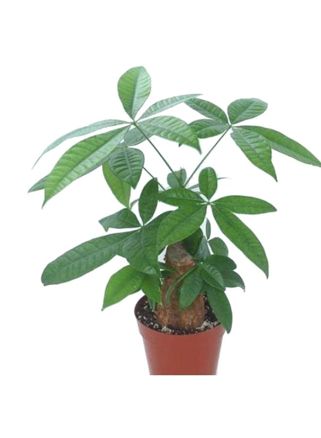 10 Pcs Fortune Tree Seeds,Money Tree Seeds  Quick Growing Decorative Crops Garden Plants Seeds for Yard Seed - Image 5