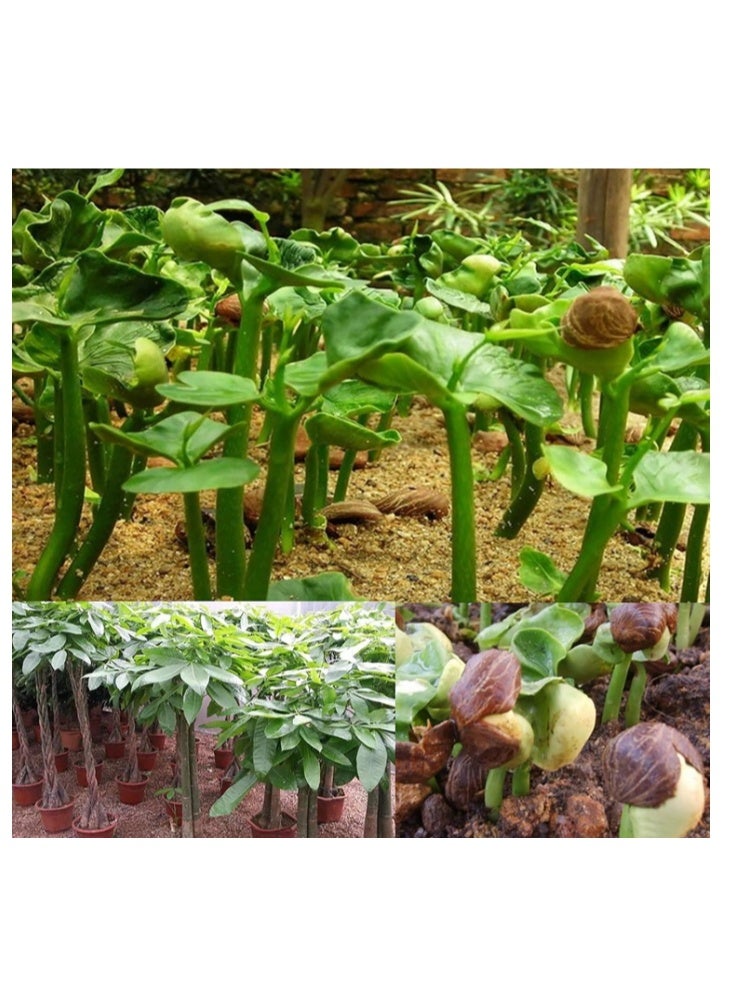 10 Pcs Fortune Tree Seeds,Money Tree Seeds  Quick Growing Decorative Crops Garden Plants Seeds for Yard Seed - Image 4