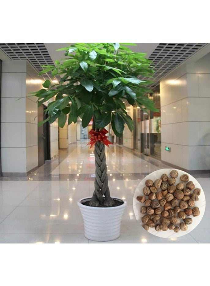 10 Pcs Fortune Tree Seeds,Money Tree Seeds  Quick Growing Decorative Crops Garden Plants Seeds for Yard Seed - Image 2