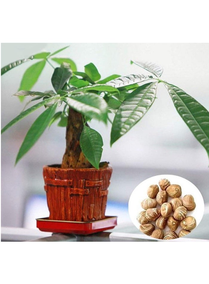 10 Pcs Fortune Tree Seeds,Money Tree Seeds  Quick Growing Decorative Crops Garden Plants Seeds for Yard Seed - Image 3