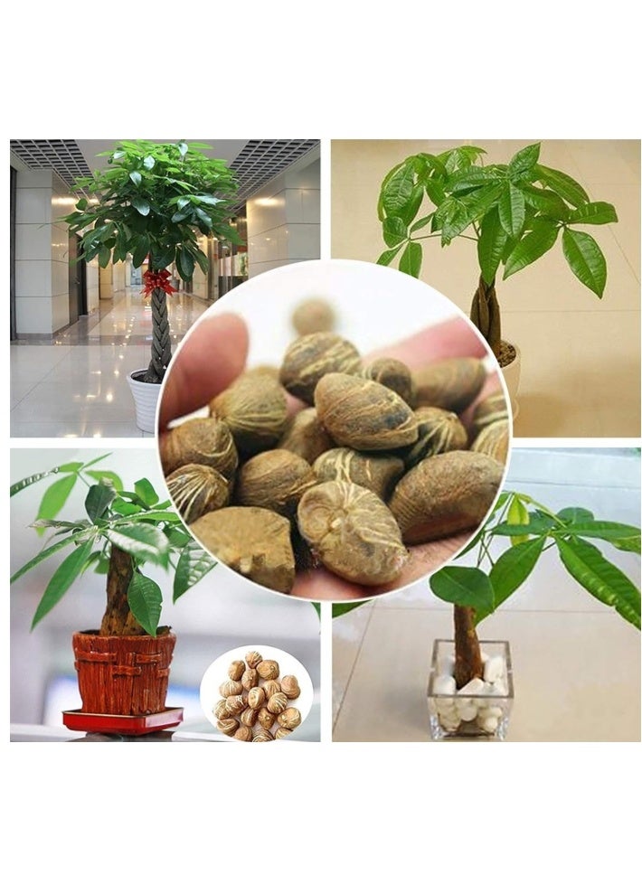 10 Pcs Fortune Tree Seeds,Money Tree Seeds  Quick Growing Decorative Crops Garden Plants Seeds for Yard Seed - Image 1