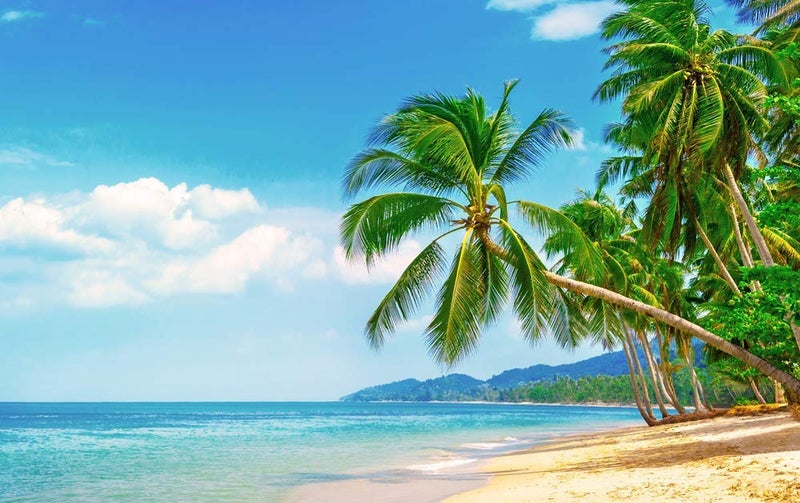 5 Ace coconut tree on beach wall sticker poster,god,motivational,game(size:12x18 inch),multicolor - Image 1