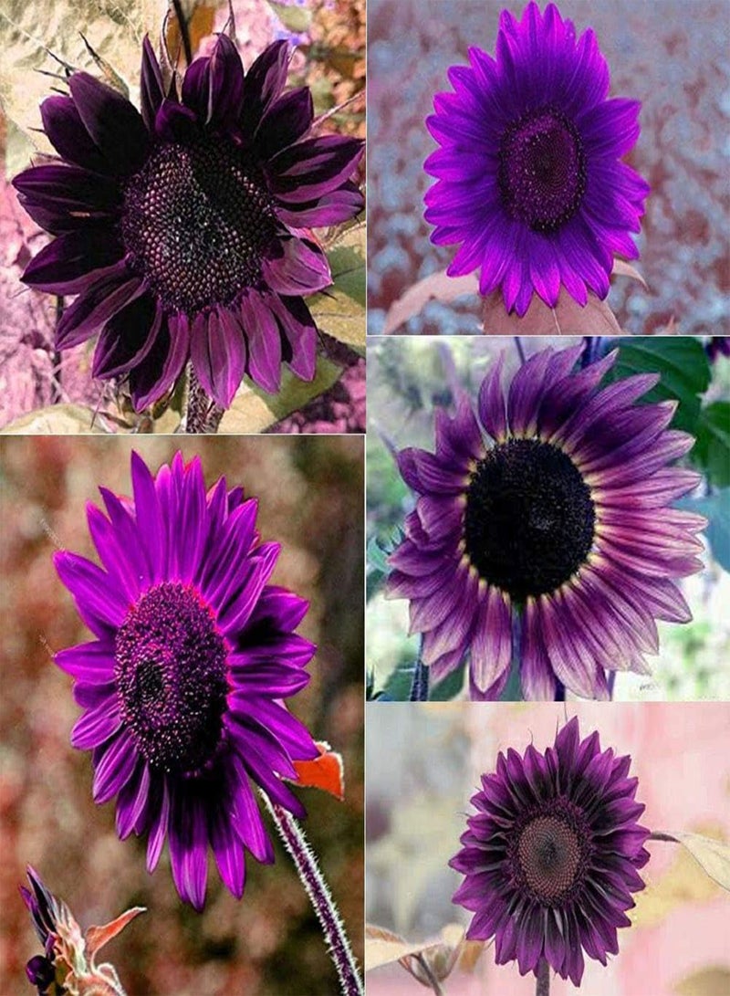 جي جوت 100 قطعة من بذور عباد الشمس الأرجوانية النادرة والغريبة لتزيين حديقة المنزل - Image 1