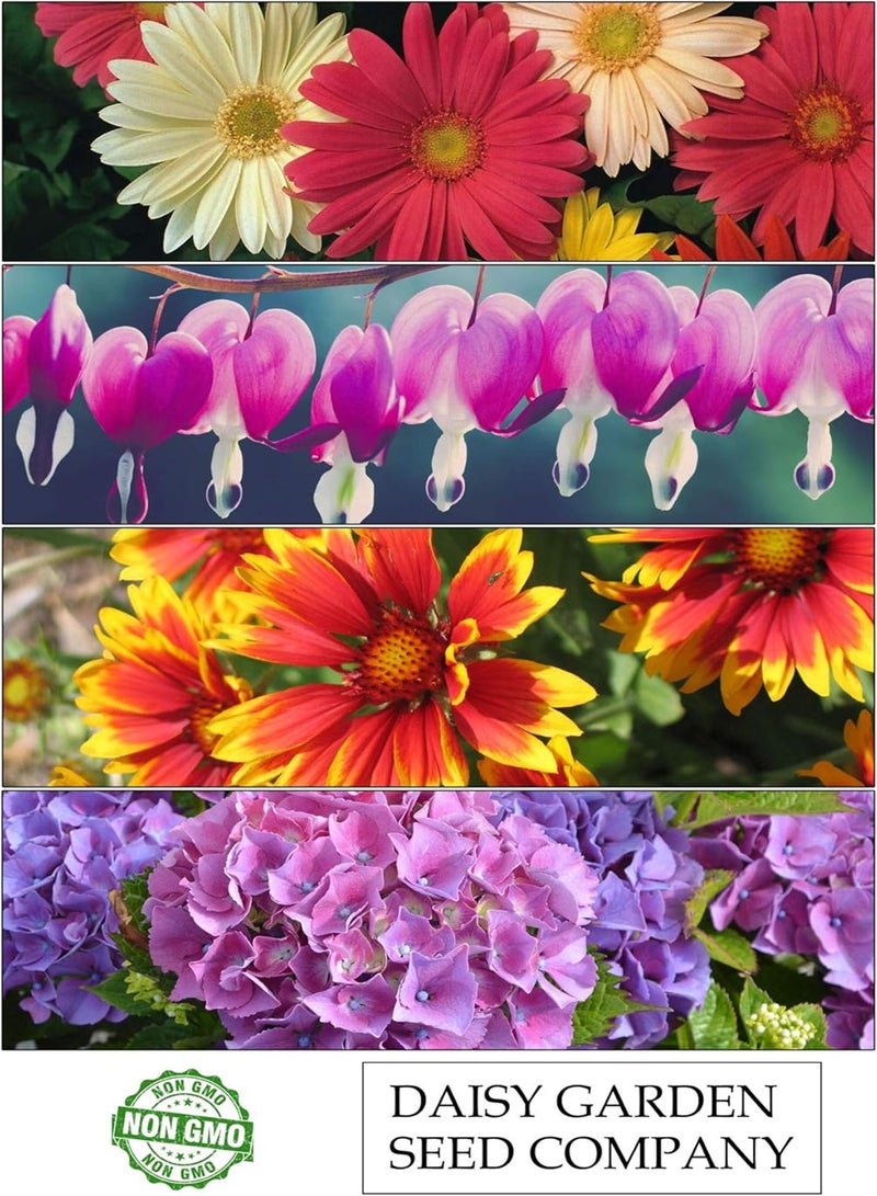 جي جوت 100 قطعة من بذور عباد الشمس الأرجوانية النادرة والغريبة لتزيين حديقة المنزل - Image 5