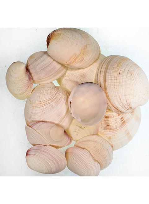 Sea Shell 500 gr Package Bug Atan Like Codakıa