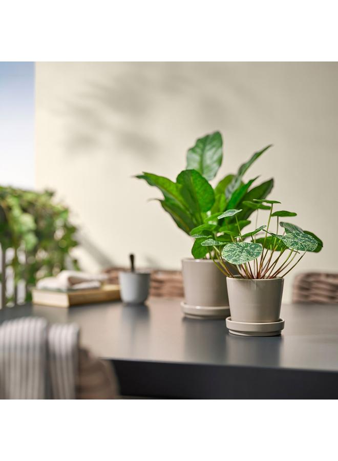 Zaboon Artificial Potted Plant, In/Outdoor Pilea, 9 Cm - Image 3