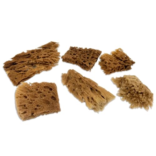 Lullingworth® Artist Natural Sea Sponges: Unbleached 10 Pack 2-4 inch Value Tool Set-Faux Painting Effects, Acrylic Paint, Watercolor, Texturing, Marbling, Clay, Pottery, Ceramics, Crafts & Hobby - Image 3