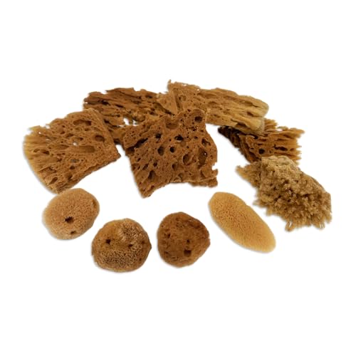 Lullingworth® Artist Natural Sea Sponges: Unbleached 10 Pack 2-4 inch Value Tool Set-Faux Painting Effects, Acrylic Paint, Watercolor, Texturing, Marbling, Clay, Pottery, Ceramics, Crafts & Hobby - Image 2