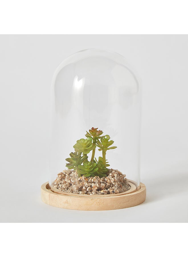 Destan Succulent Plant in Glass Dome and Wooden Base 9 x 14.5 x 9 cm