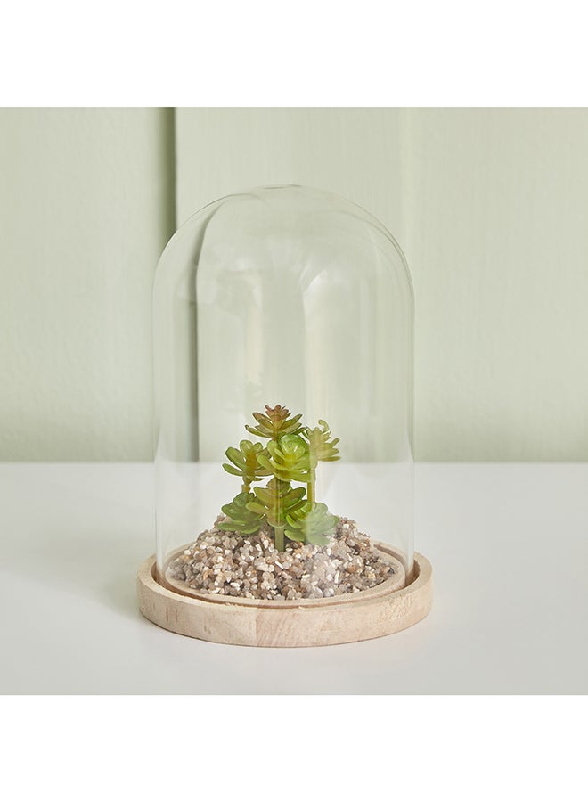 Destan Succulent Plant in Glass Dome and Wooden Base 9 x 14.5 x 9 cm