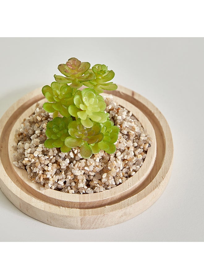 Destan Succulent Plant in Glass Dome and Wooden Base 9 x 14.5 x 9 cm