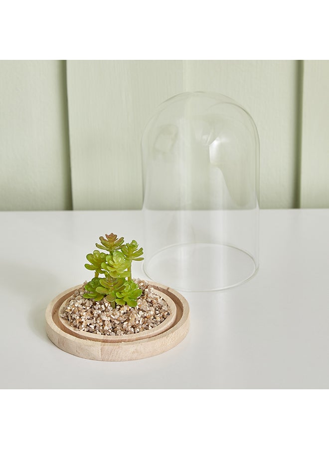 Destan Succulent Plant in Glass Dome and Wooden Base 9 x 14.5 x 9 cm