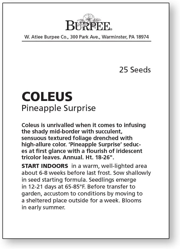 Burpee Pineapple Surprise Coleus Seeds 25 seeds - Image 2