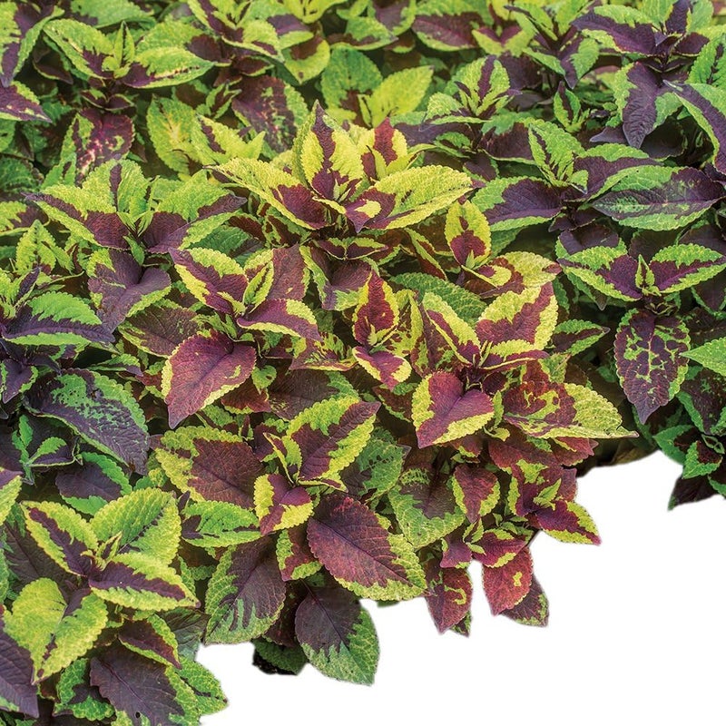 Burpee Pineapple Surprise Coleus Seeds 25 seeds - Image 1