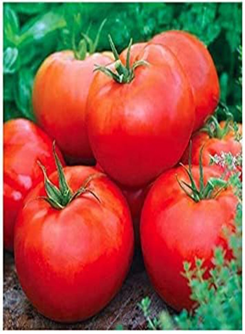 GGOOT Ace 55 Tomato Seeds - Large Tomato - One of The Most Delicious Tomatoes for Home Growing,