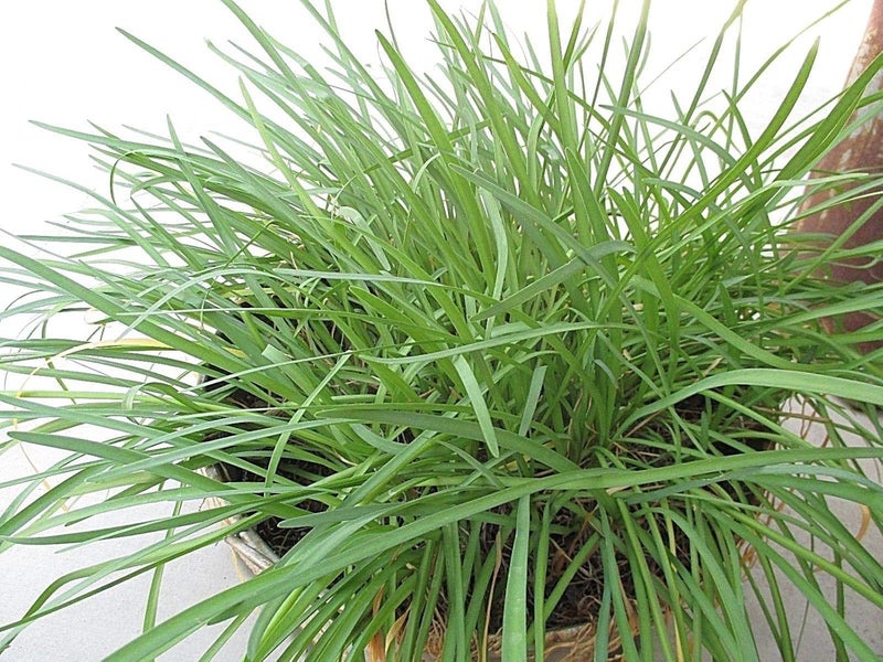 Semi di GERMINAZIONE: Société Knoblauch (Tulbaghia violacea) 10 جذمور