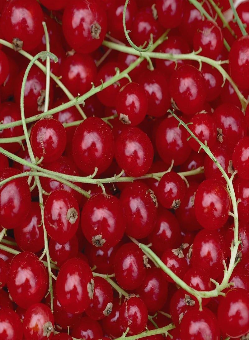 GGOOT Redcurrant Plant Bush 'Rovada' Ribes rubrum Hardy Shrub Easy to Grow Your Own Outdoor Garden Flower Plants 1x 3 Litre Potted Plant by seeds - Image 2
