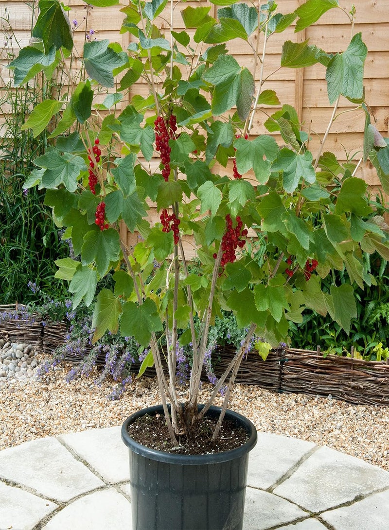 GGOOT Redcurrant Plant Bush 'Rovada' Ribes rubrum Hardy Shrub Easy to Grow Your Own Outdoor Garden Flower Plants 1x 3 Litre Potted Plant by seeds - Image 3