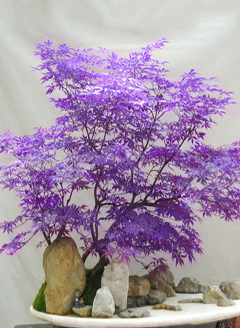 جي جوت 20 قطعة من بذور القيقب الأرجوانية الجميلة لحديقة المنزل ونباتات البونساي للزينة - Image 3