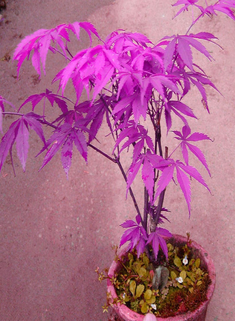 جي جوت 20 قطعة من بذور القيقب الأرجوانية الجميلة لحديقة المنزل ونباتات البونساي للزينة - Image 5