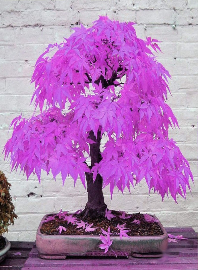 جي جوت 20 قطعة من بذور القيقب الأرجوانية الجميلة لحديقة المنزل ونباتات البونساي للزينة - Image 2