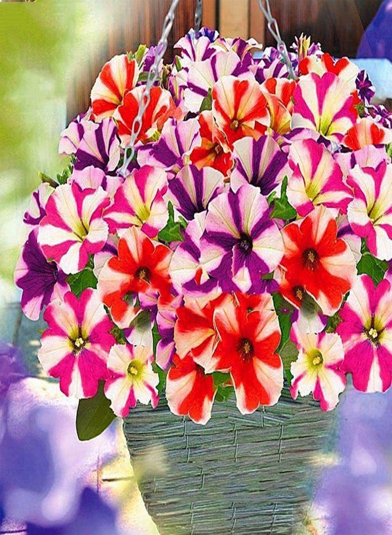 GGOOT Seeds Petunia Ultra Star Mix Annual Flowers - Image 3
