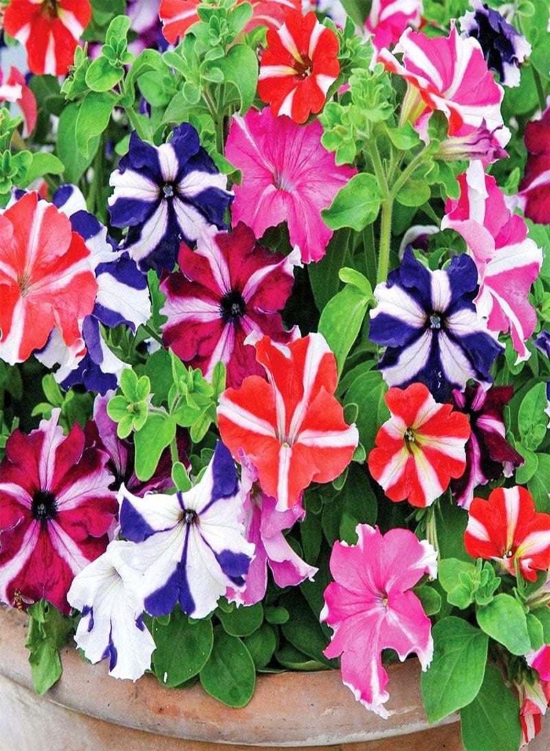 GGOOT Seeds Petunia Ultra Star Mix Annual Flowers - Image 1