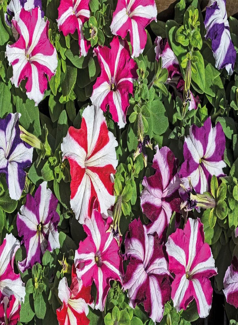GGOOT Seeds Petunia Ultra Star Mix Annual Flowers - Image 5