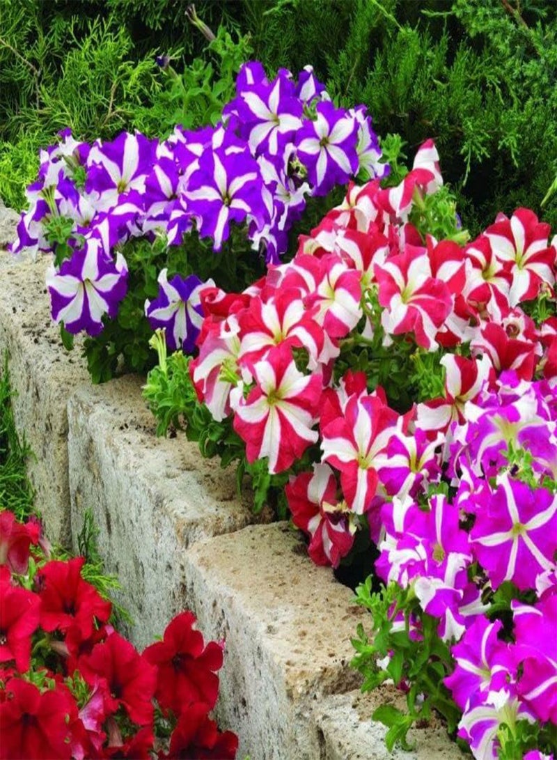 GGOOT Seeds Petunia Ultra Star Mix Annual Flowers - Image 2
