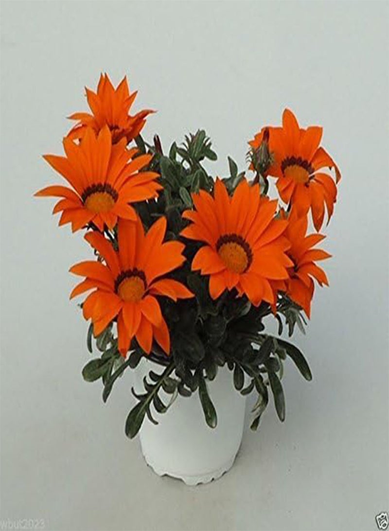GGOOT Seeds- GAZOO ORANGE with Ring- Brilliant 3 inch,Orange daisylike Flowers(100 Seeds) - Image 1