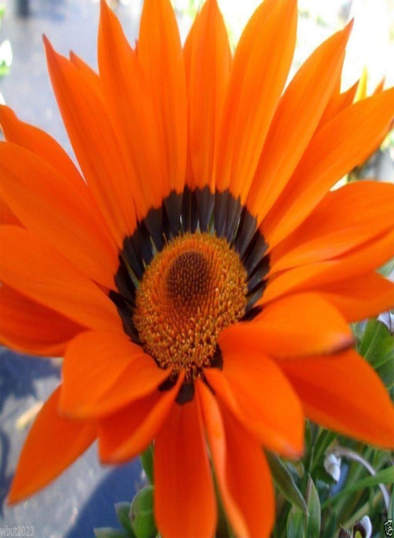 GGOOT Seeds- GAZOO ORANGE with Ring- Brilliant 3 inch,Orange daisylike Flowers(100 Seeds) - Image 2