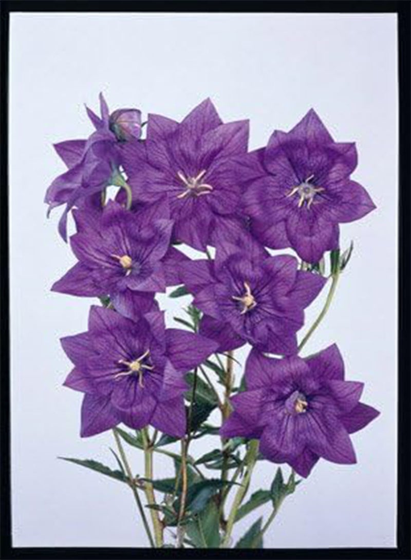GGOOT Platycodon grandiflora Hakone Blue 100 Seeds