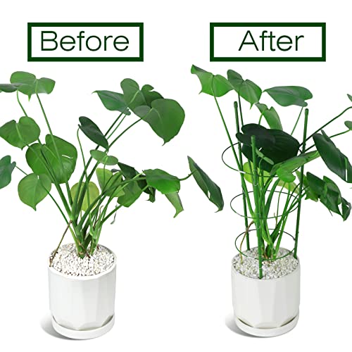 LEOBRO 2 Pack Plant Support Cage Metal Rust Resistant Garden Plant Support Ring Plant Stake Plant Support for Tomato, Trellis, Climbing Plant, Flower, 17.7” High, 5.48”/6.18”/6.89” Inner Diameter - Image 3