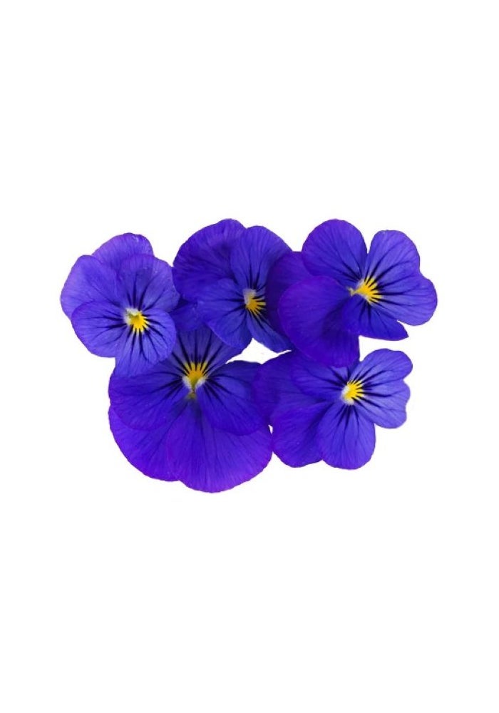 Viola Blue Edible Flower - 25 Pcs