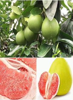 20Pcs Red Pomelo Citrus Maxima Gfruit Jabong Shaddock Fruit Tree Plant Seeds - Flower Seeds Vegetable Seeds Fruit Seeds Garden Plant Seeds