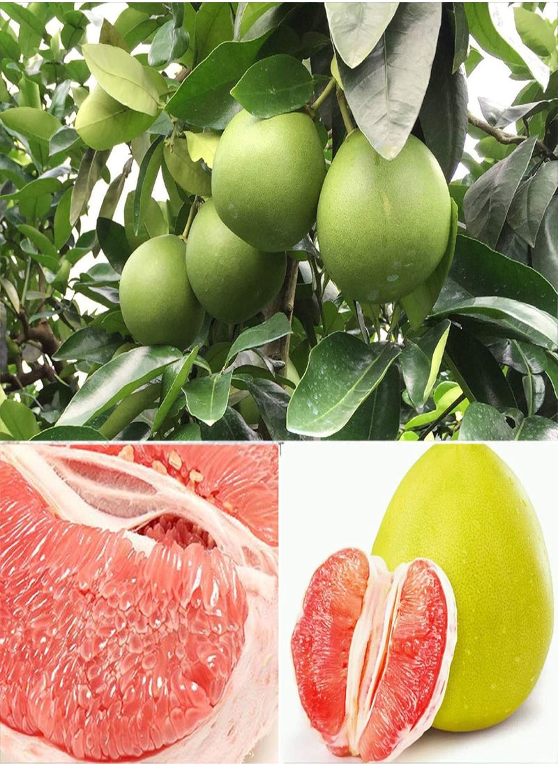 GGOOT - 20Pcs Red Pomelo Citrus Maxima Gfruit Jabong Shaddock Fruit Tree Plant Seeds - Flower Seeds Vegetable Seeds Fruit Seeds Garden Plant Seeds - Image 1