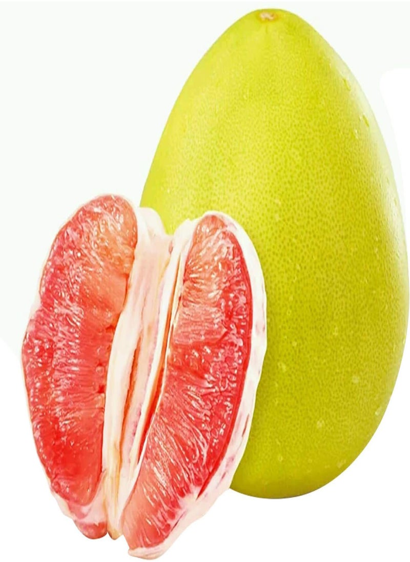 GGOOT - 20Pcs Red Pomelo Citrus Maxima Gfruit Jabong Shaddock Fruit Tree Plant Seeds - Flower Seeds Vegetable Seeds Fruit Seeds Garden Plant Seeds - Image 1