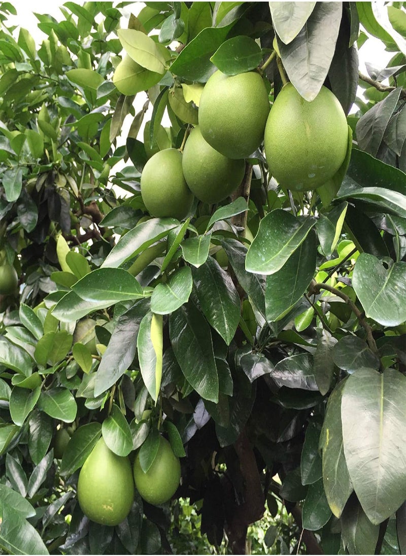 GGOOT - 20Pcs Red Pomelo Citrus Maxima Gfruit Jabong Shaddock Fruit Tree Plant Seeds - Flower Seeds Vegetable Seeds Fruit Seeds Garden Plant Seeds - Image 1