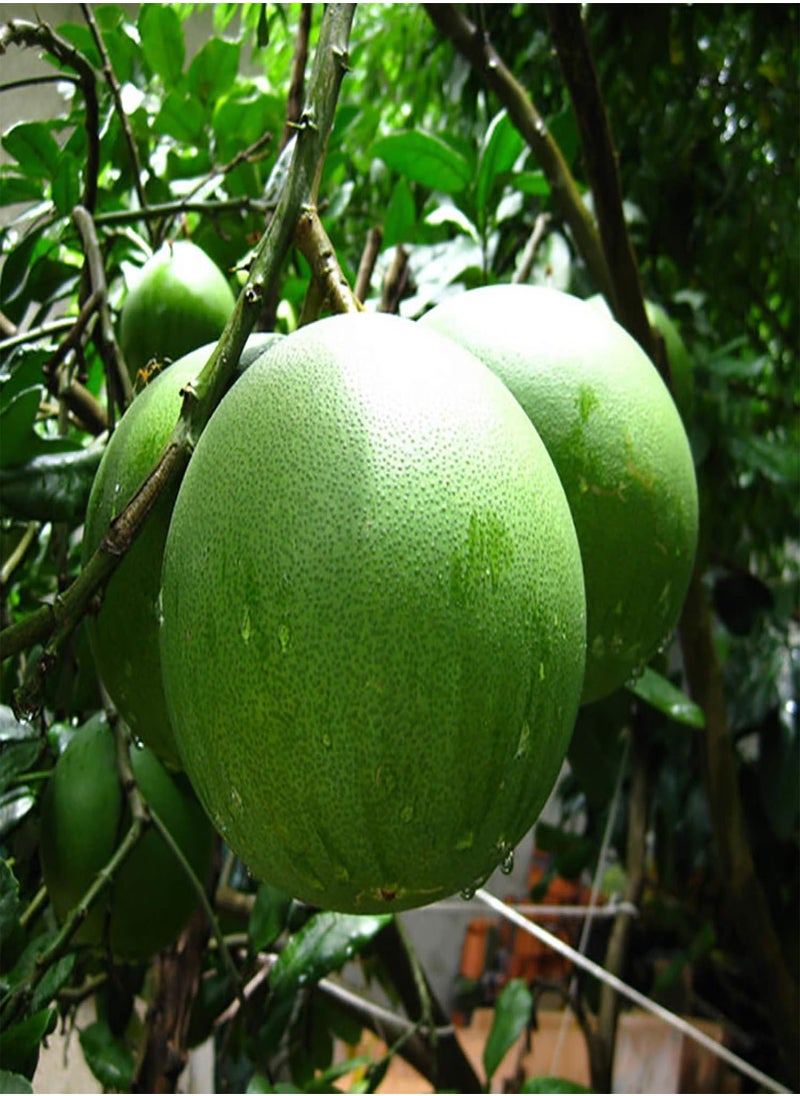 GGOOT - 20Pcs Red Pomelo Citrus Maxima Gfruit Jabong Shaddock Fruit Tree Plant Seeds - Flower Seeds Vegetable Seeds Fruit Seeds Garden Plant Seeds - Image 1