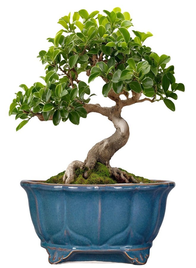 Teagas Bonsai Pots 11 Inch - Ceramic Succulent Pots with Drainage Hole Decorative Plant Pot Indoor Large Outdoor Planter Modern Flower Pot for Home Oval Garden Office Room Decor Blue - Image 1