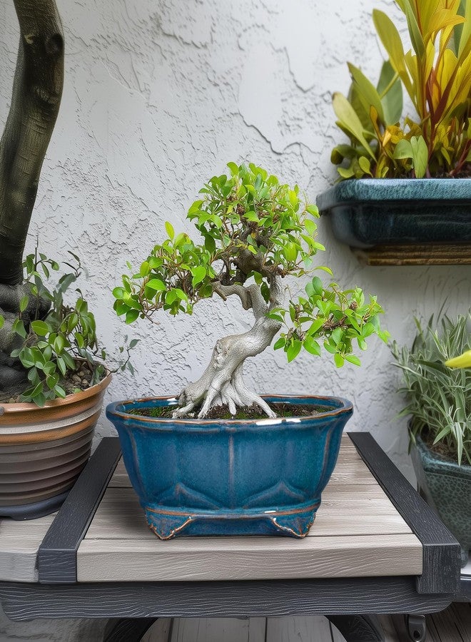 Teagas Bonsai Pots 11 Inch - Ceramic Succulent Pots with Drainage Hole Decorative Plant Pot Indoor Large Outdoor Planter Modern Flower Pot for Home Oval Garden Office Room Decor Blue - Image 3