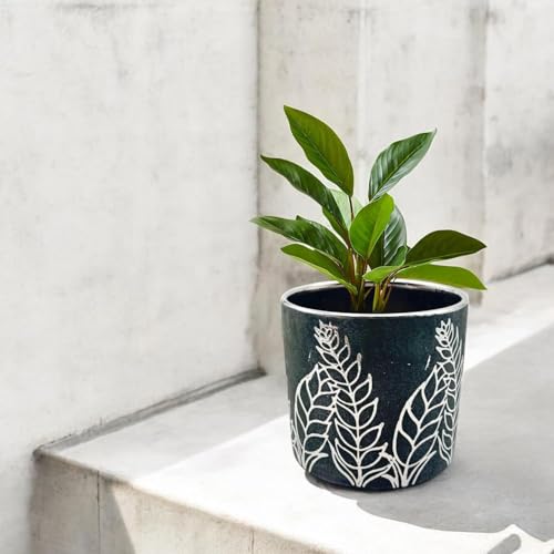 FOX & FERN Premium Ceramic Planter with Drainage-Hole for Vibrant Garden | Enhance The Ambiance of Your Home, Office or Garden (Dia. 5") (GA134B-040-SB) - Image 3