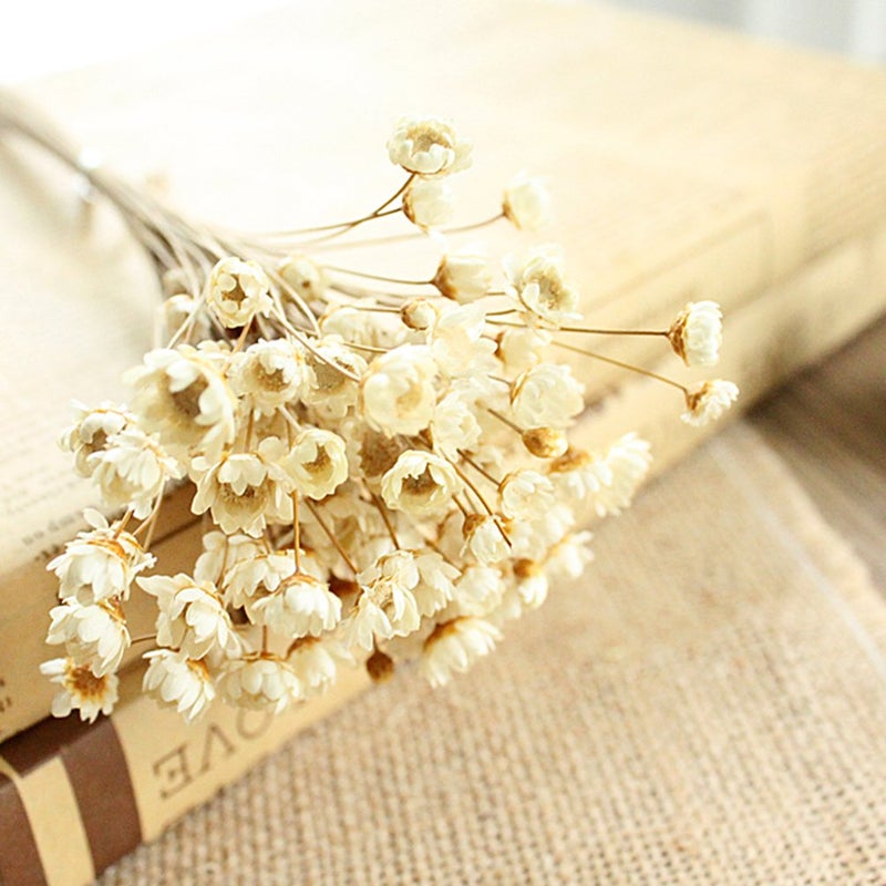 MLSG 100 Stems Natural Dry Flowers Brazilian Small Star Daisy Decorative Dried Flowers Mini Daisy Chamomile Bouquet for Wedding Floral Arrangements Home Decorations (White) - Image 2