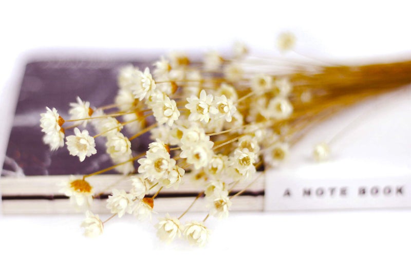 MLSG 100 Stems Natural Dry Flowers Brazilian Small Star Daisy Decorative Dried Flowers Mini Daisy Chamomile Bouquet for Wedding Floral Arrangements Home Decorations (White) - Image 1