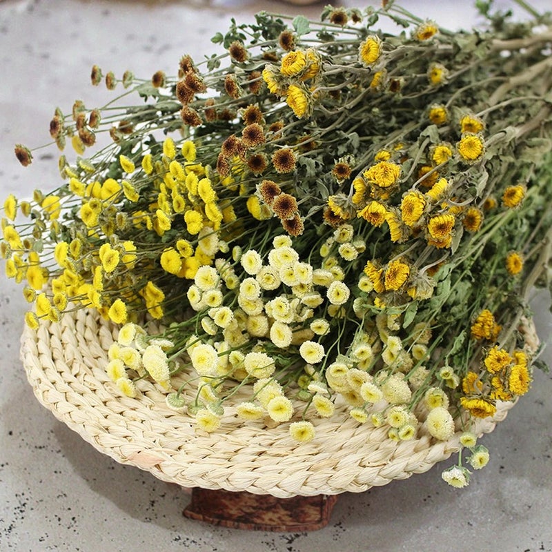 Bluejw Natural Air-Dried Mini Daisies & Chrysanthemums - Japanese Style Pastoral Bouquet for Christmas Graduation Decor & Cotton Accents - Dried Plants - Image 2
