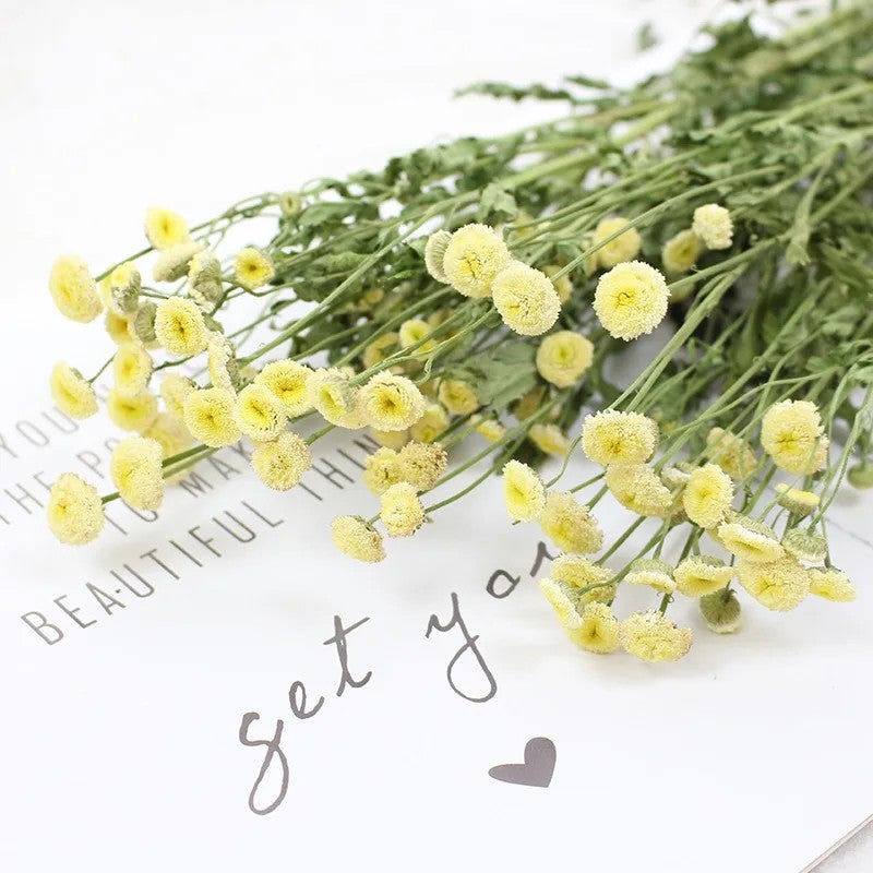 Bluejw Natural Air-Dried Mini Daisies & Chrysanthemums - Japanese Style Pastoral Bouquet for Christmas Graduation Decor & Cotton Accents - Dried Plants - Image 1