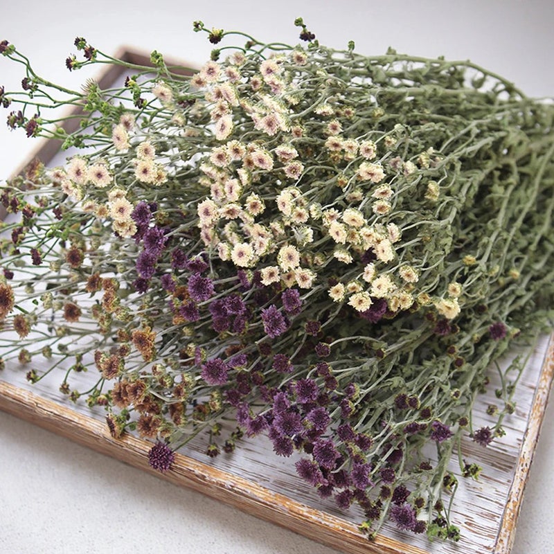 Bluejw Natural Air-Dried Mini Daisies & Chrysanthemums - Japanese Style Pastoral Bouquet for Christmas Graduation Decor & Cotton Accents - Dried Plants - Image 3